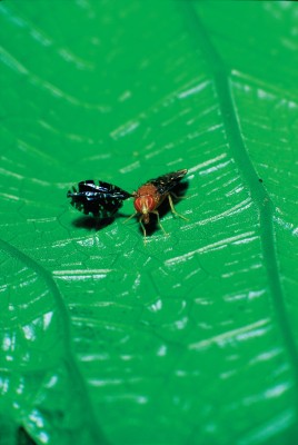 Professor Marty Condon has spent years researching what causes tropical flies to split into new species. She credits Cornell’s One Course At A Time curriculum for helping enable that research, because it allows her to travel to the tropics at any point during the year.