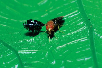 Professor Marty Condon has spent years researching what causes tropical flies to split into new species. 