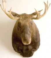 moosehead-1-1