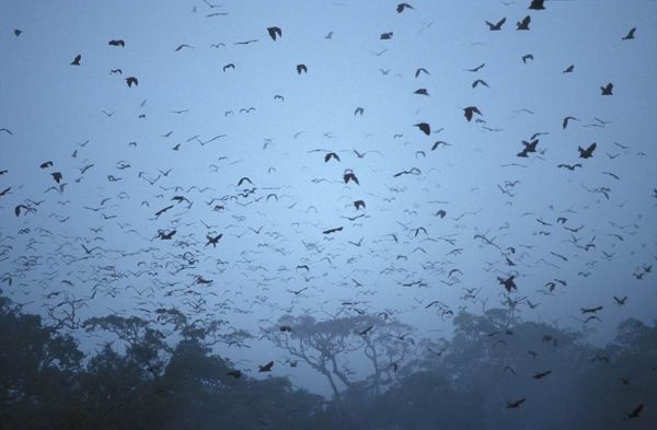 Picture of flying foxes