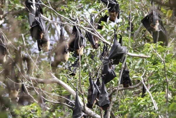 Picture of flying foxes in a tree