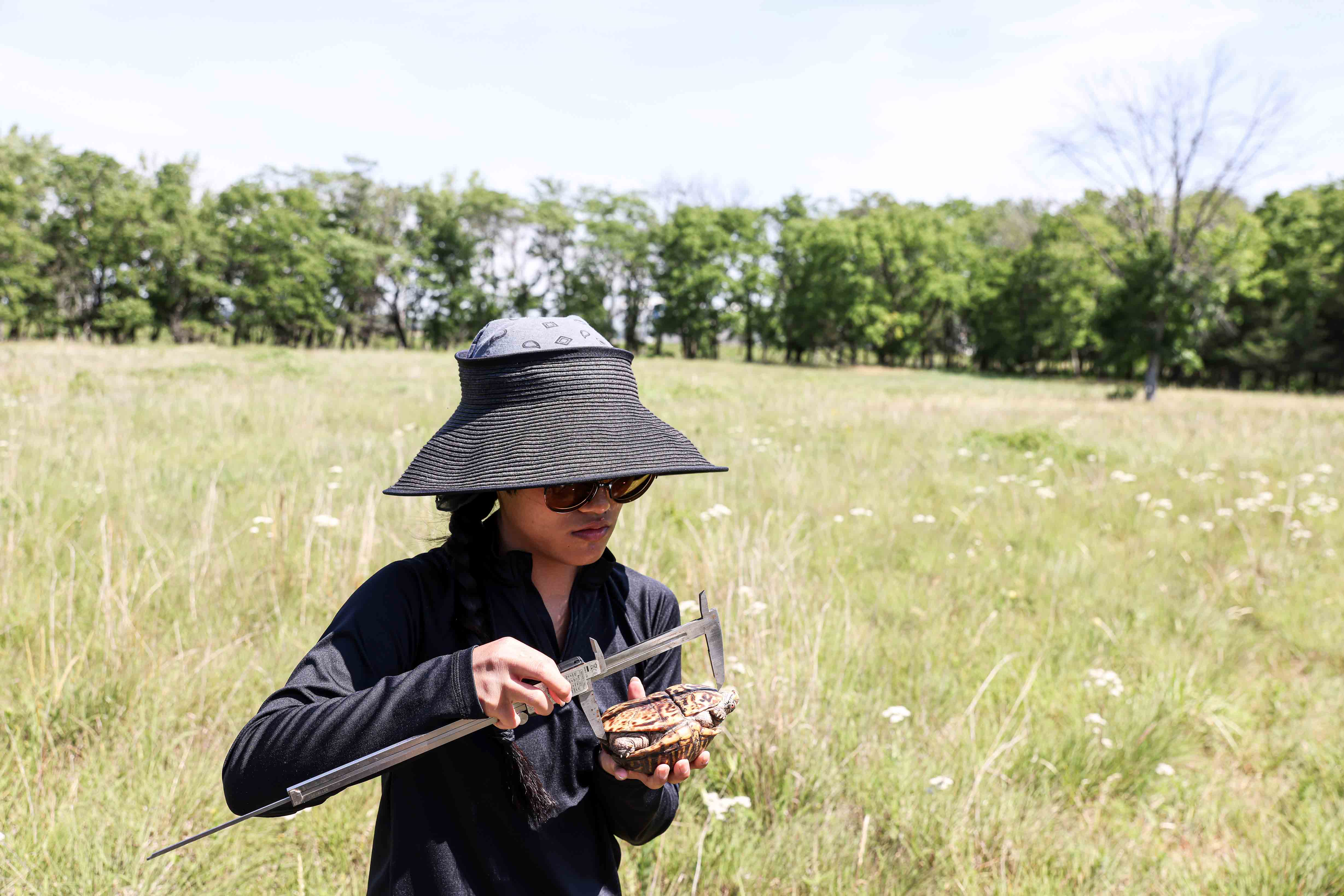Sarah Renaud measures a turtle on the nature preserve.