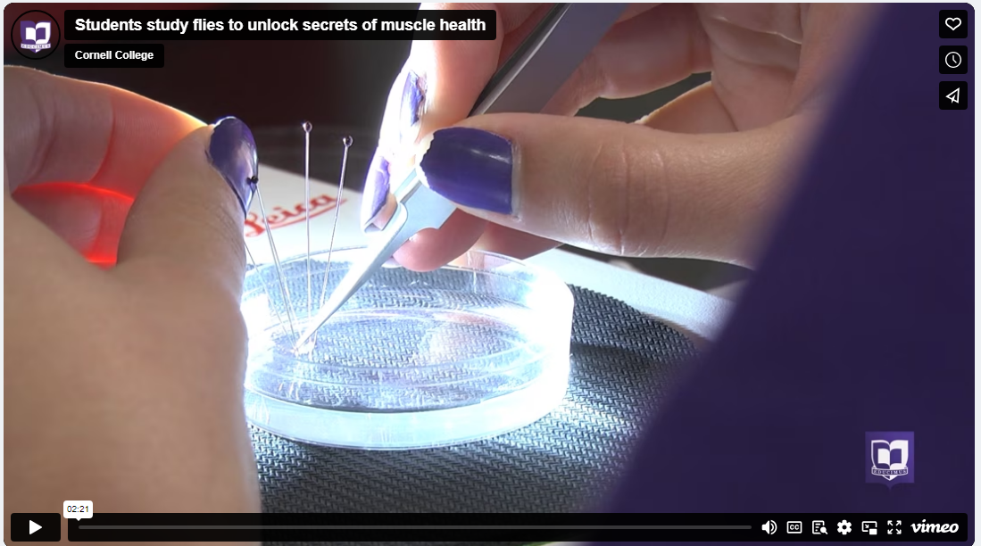 student performs fruit fly dissection under a microscope.