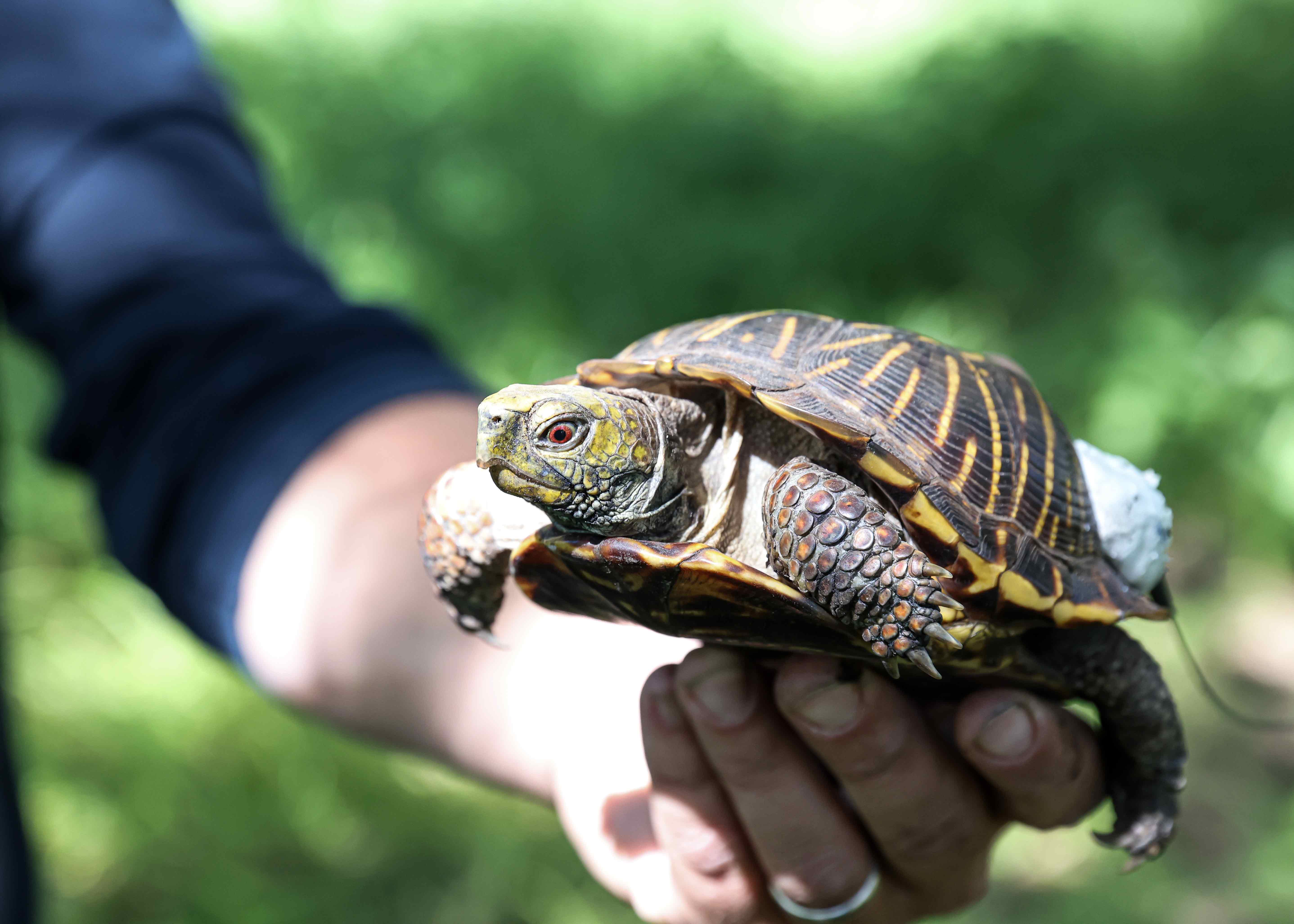 professor's hand holds a turtle for the camera.