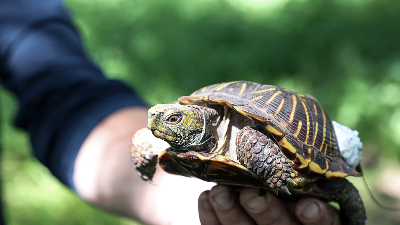 A hand holds up a box turtle with a device used to track it.