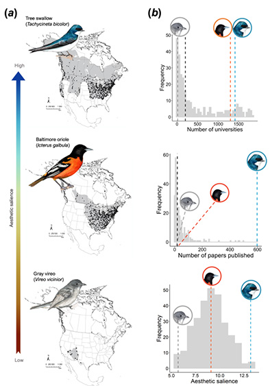 A graphic image from the study showing how frequently certain birds were studied