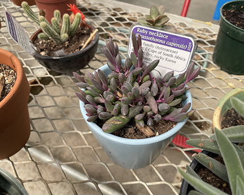 A photo of a plant called ruby necklace.