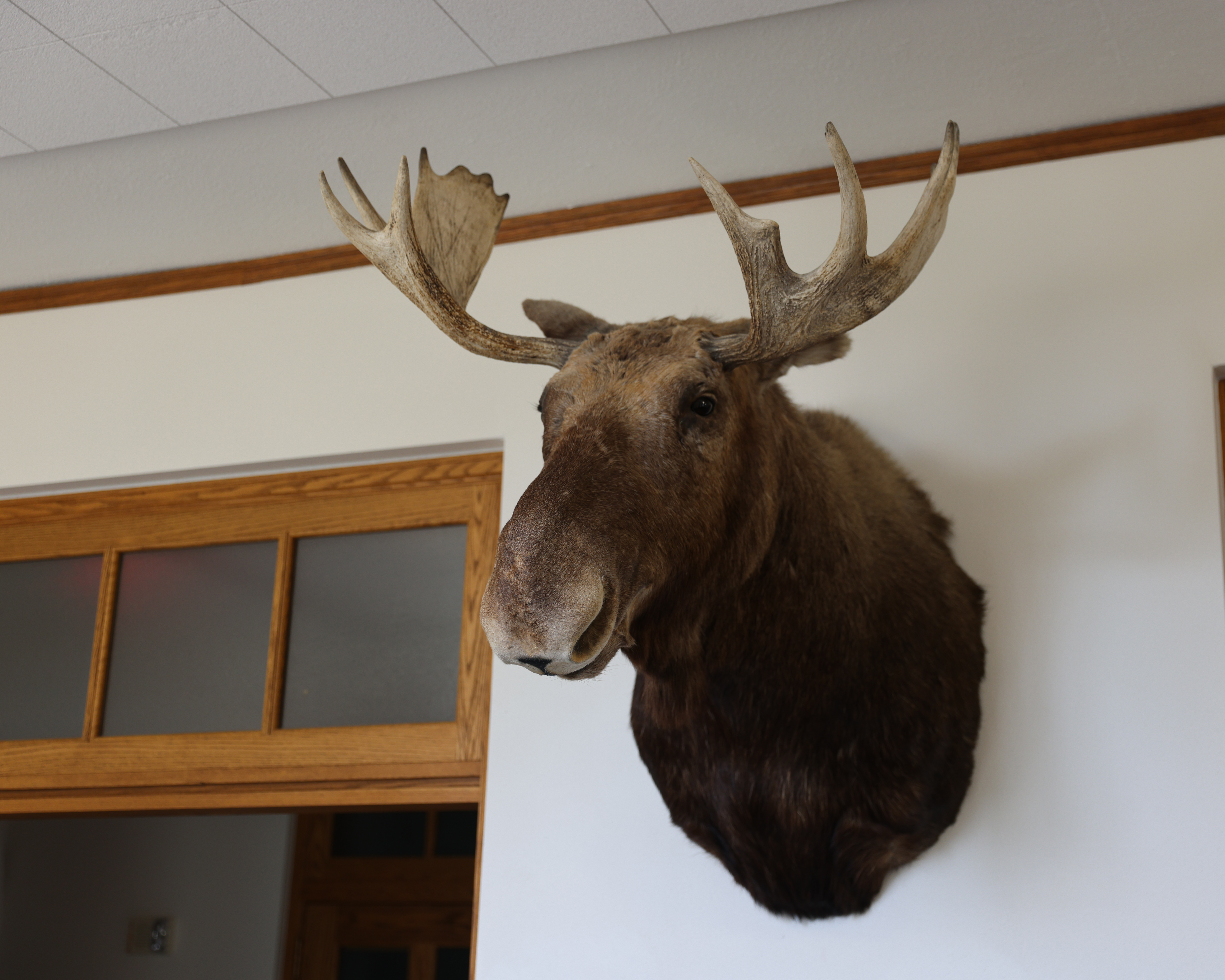 Cornell T. Moose in Moosehead Lounge on the second floor of Law Hall