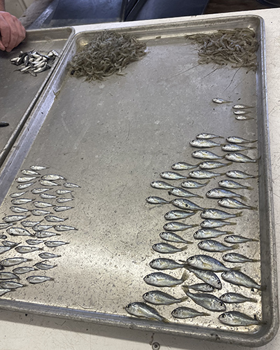 Fish being sized and counted