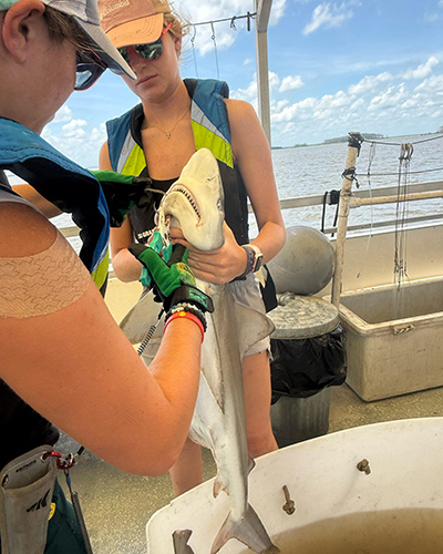 Anna Dewitt '26 holding a shark for tagging