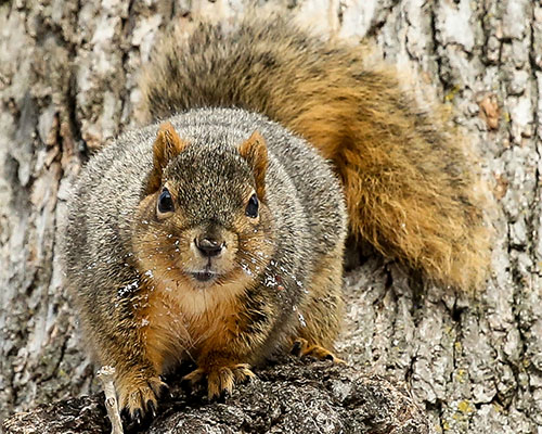 A squirrel in a tree on Cornell College campus