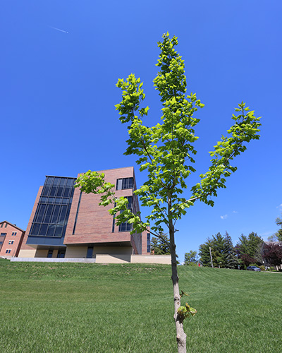 A young tree by Russel Science building.