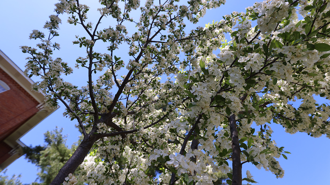 Young flowering tree on Cornell campus.