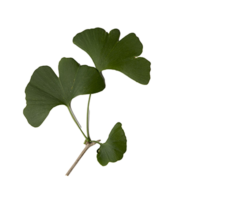 Gingko leaves
