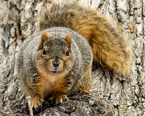 A photo of a Cornell squirrel during winter.