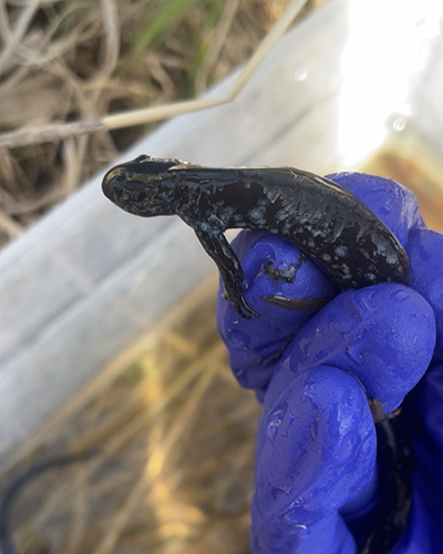 A blue-spotted salamander.