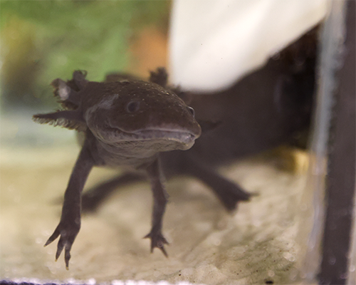 An axolotl from Cornell's aquatics lab.