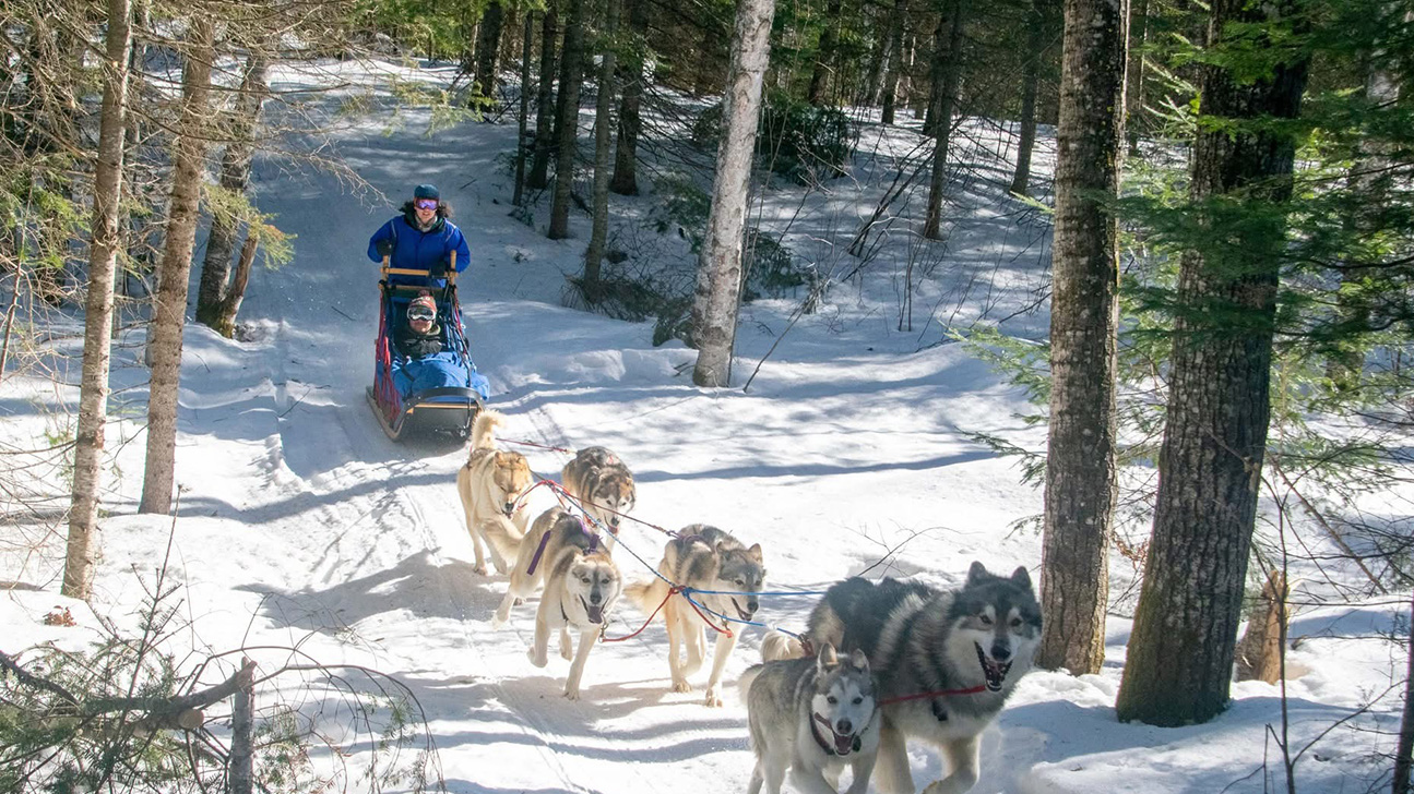 Bradshaw leads a team of sled dogs.