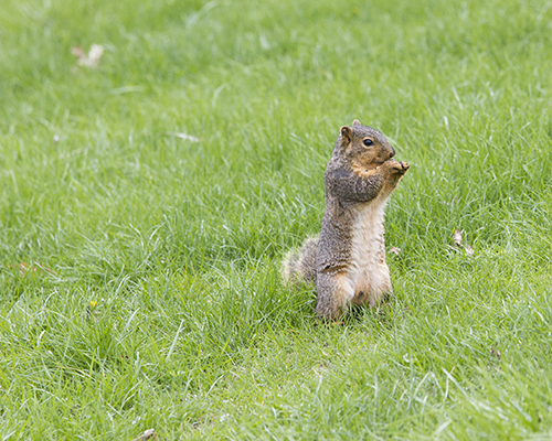 One of the Cornell Chunkies stops to have a snack on his way across campus.