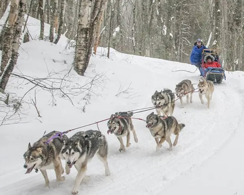 Natalie guides a dog sled in the snowy forest.