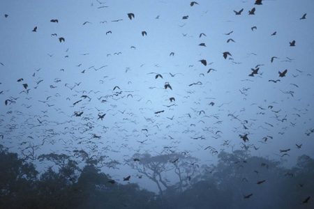 Picture of flying foxes