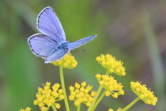 Karner blue butterfly