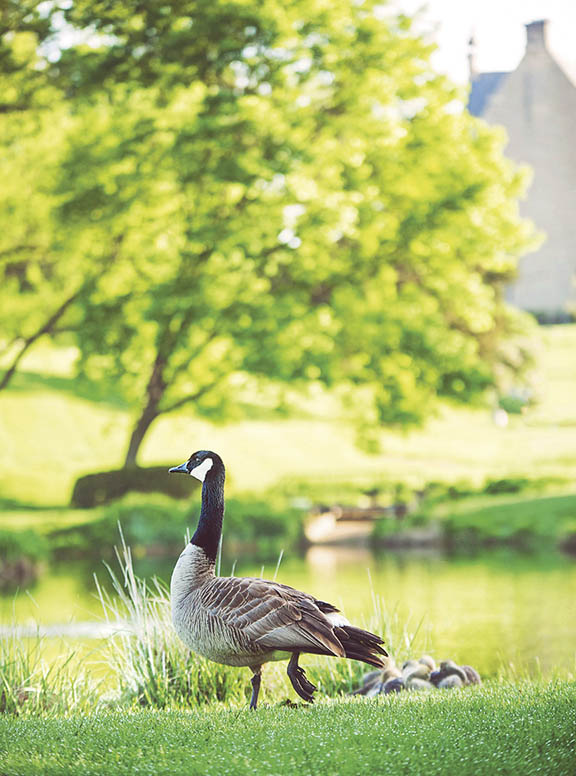 Goose and goslings