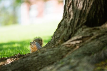 One of Cornell's many campus squirrels.