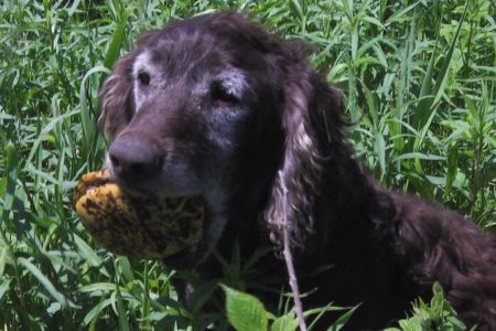 dog holds turtle in his mouth