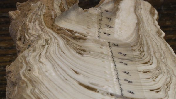 Photo of stalagmite sample sliced open