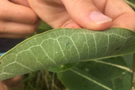 Milkweed leaf with tiny caterpillar