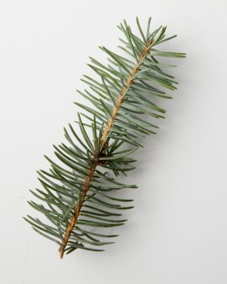 Blue spruce sprig