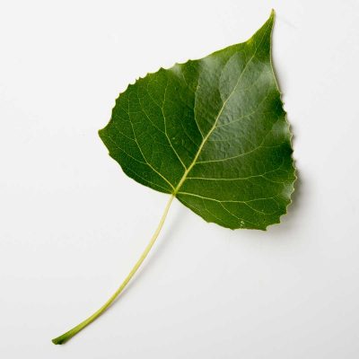 Cottonwood leaf