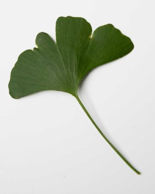 Ginkgo-leaf