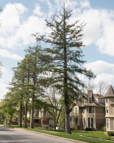 Larch trees