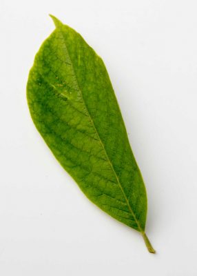 Magnolia-leaf