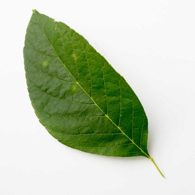 White Ash leaf