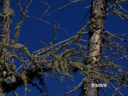 Minnesota trees taken by Natalie Bradshaw