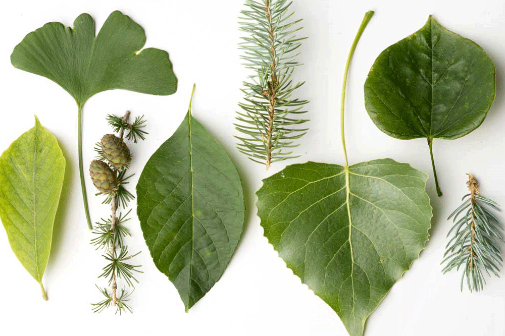 Leaf-arrangement