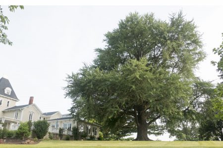 ginkgo tree