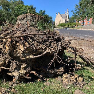 Derecho-tree-roots-King-Chapel