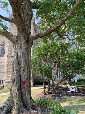 Derecho damaged tree