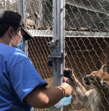 Nate Phillips feeding a mountain lion during his internship