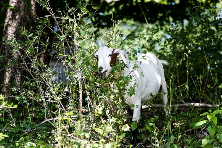 A goat eating weeds near campus