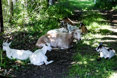 goats on campus