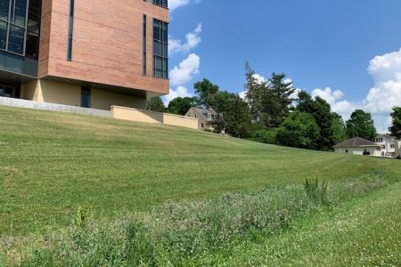 A grassy area behind Russell Science Center that filters out water running down the hill.