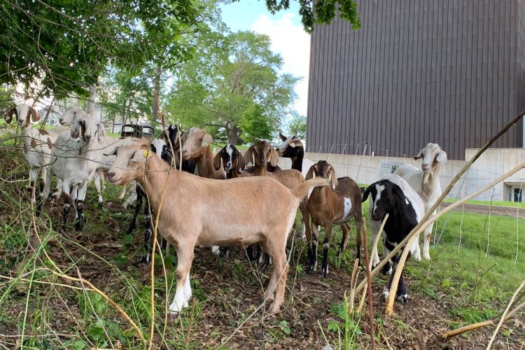 goat herd on campus