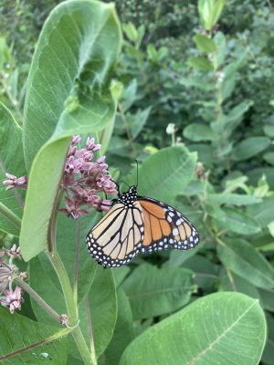 Monarch butterfly (photo by Justyna Kruczalak)