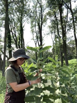 Kruczalak explores milkweed at the Forest Preserve District in DuPage County in Illinois.