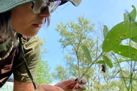 Kruczalak observing a common milkweed plant with a Milkweed Tussock Moth caterpillar
